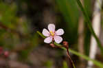 Pink sundew